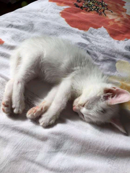 小奶猫吃饱喝足后,趴在桌子上一动不动,呆萌的表情笑翻众人