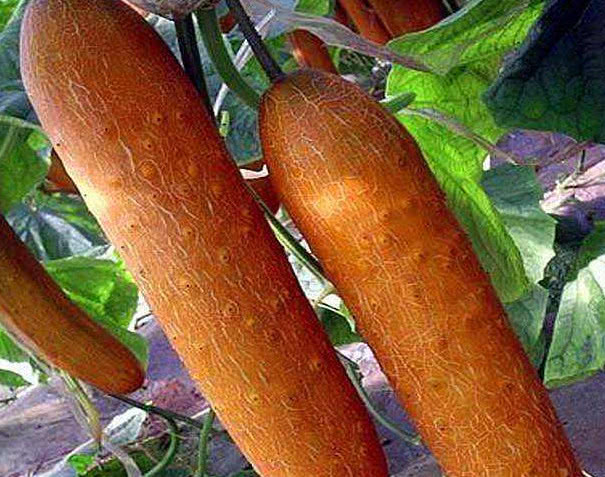 黄瓜明明是绿色的,为什么偏偏叫"黄"瓜,看完又涨知识了!