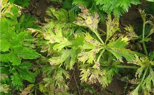 芹菜病害 - 2020年最新商品信息聚合专区 - 百度爱采购