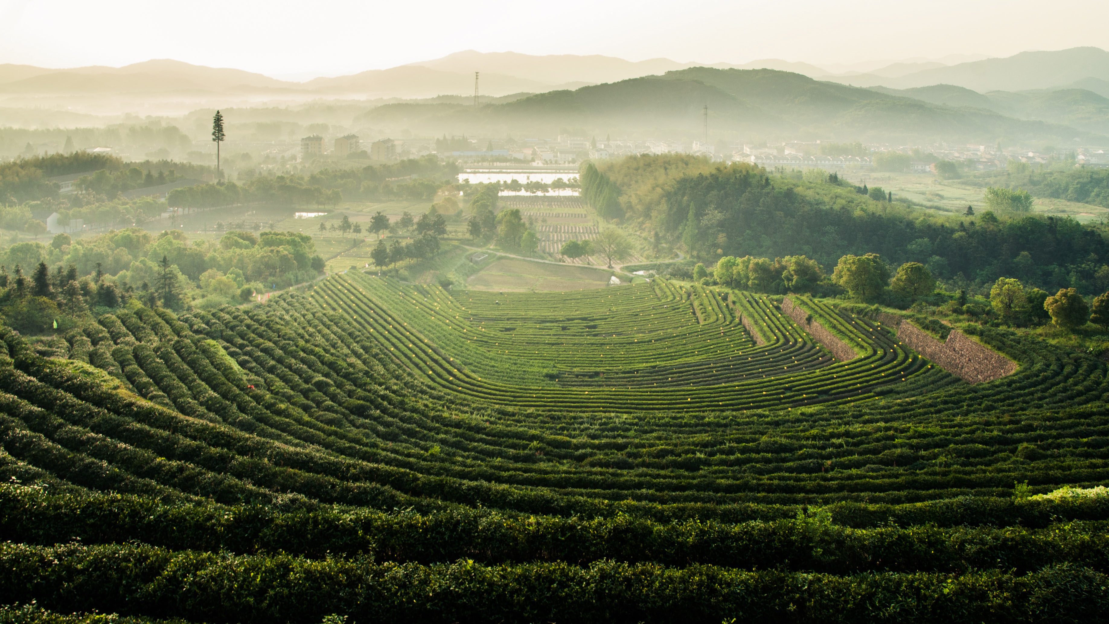 茶树一生要经历的时期,以及茶树为什么要修剪的平平的