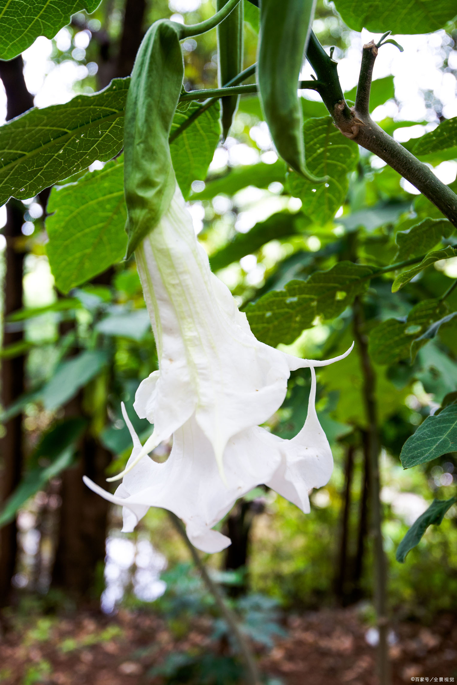 这三种植物叫做洋金花,马钱子,乌头,误吃能要命