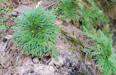 这种草被称为"长命草"  农民冒生命危险采收  是"强效止血剂"