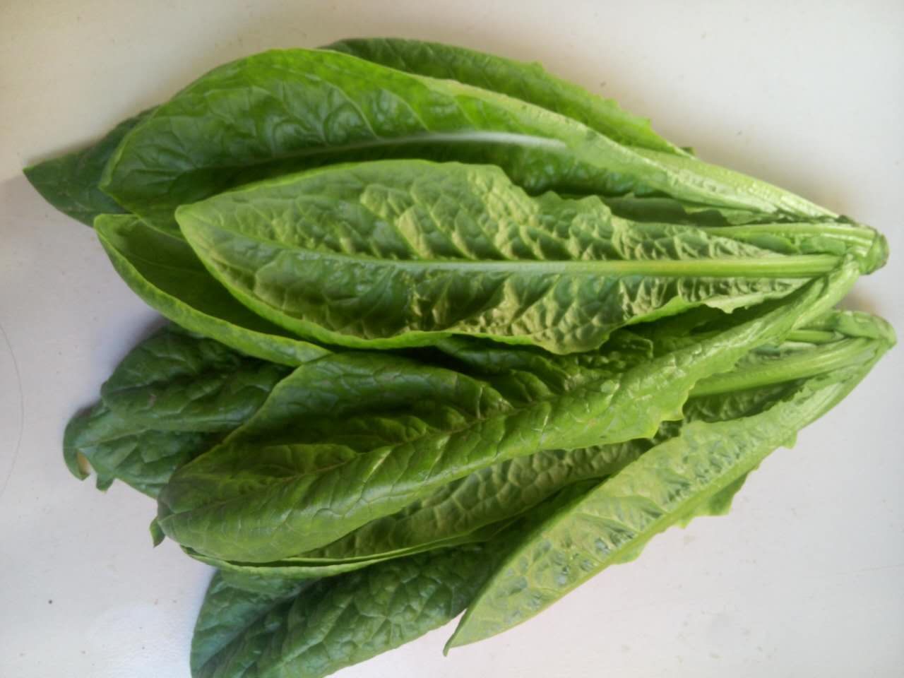 瓜果草菜钓饵的效用,钓鱼人必看!