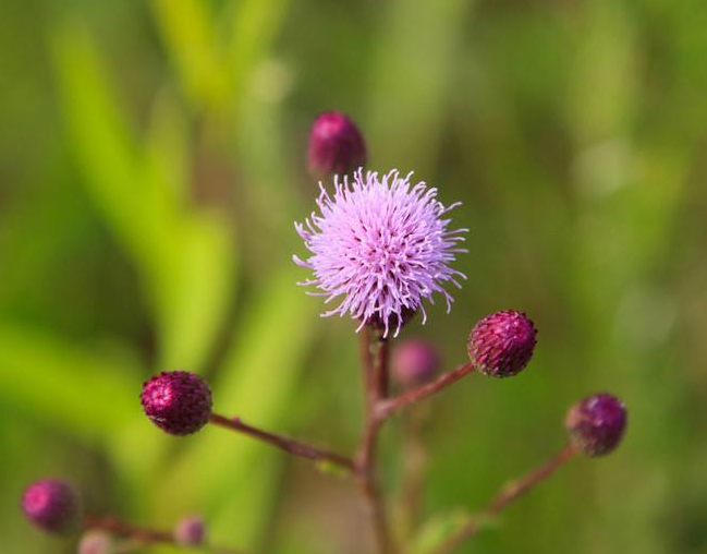 农村路边常见的野草,老农们喜欢叫它"鸡脚刺",价值珍贵