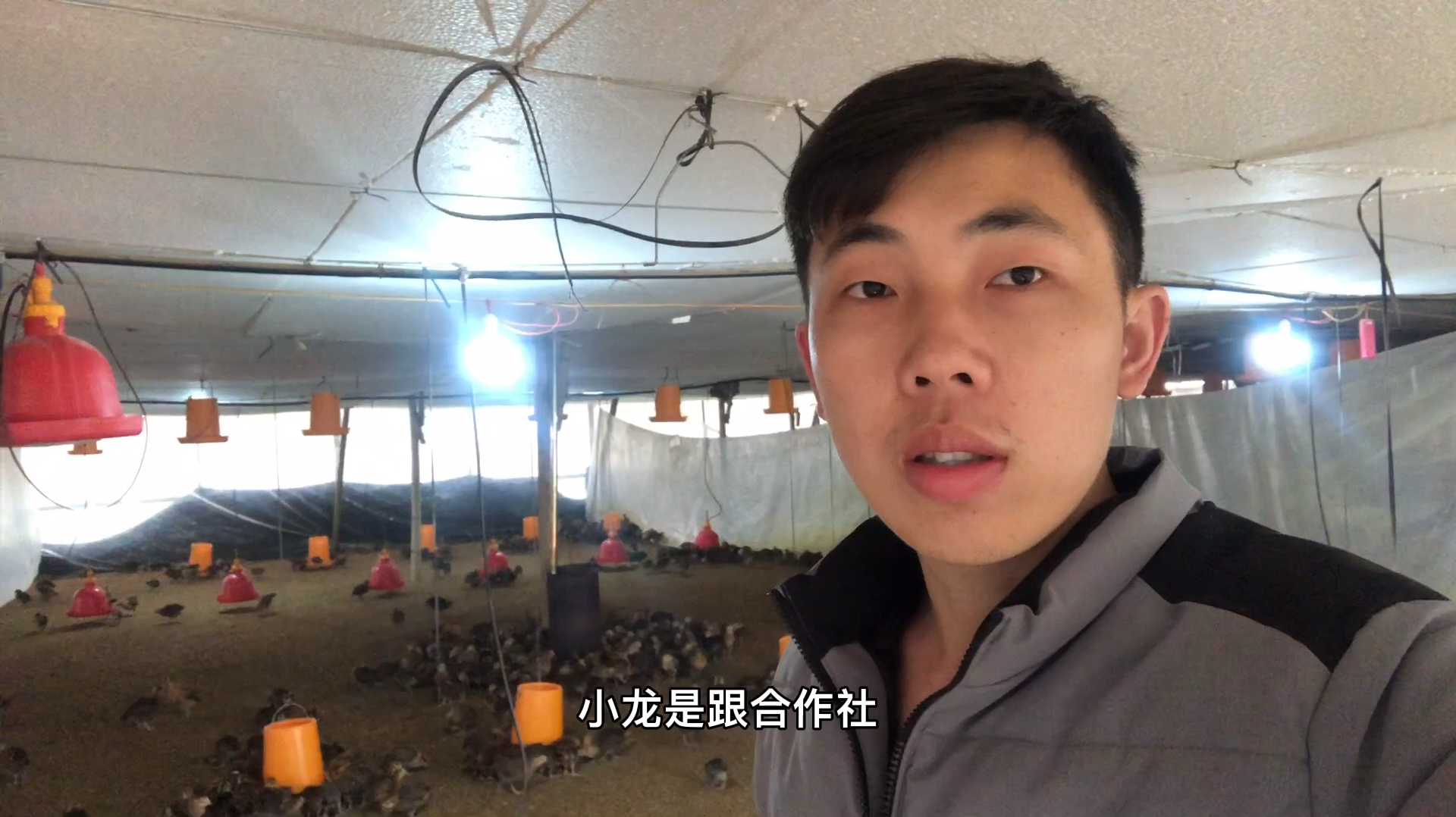 小龙选择的新型合作养殖模式,2天卖完22000只小鸡