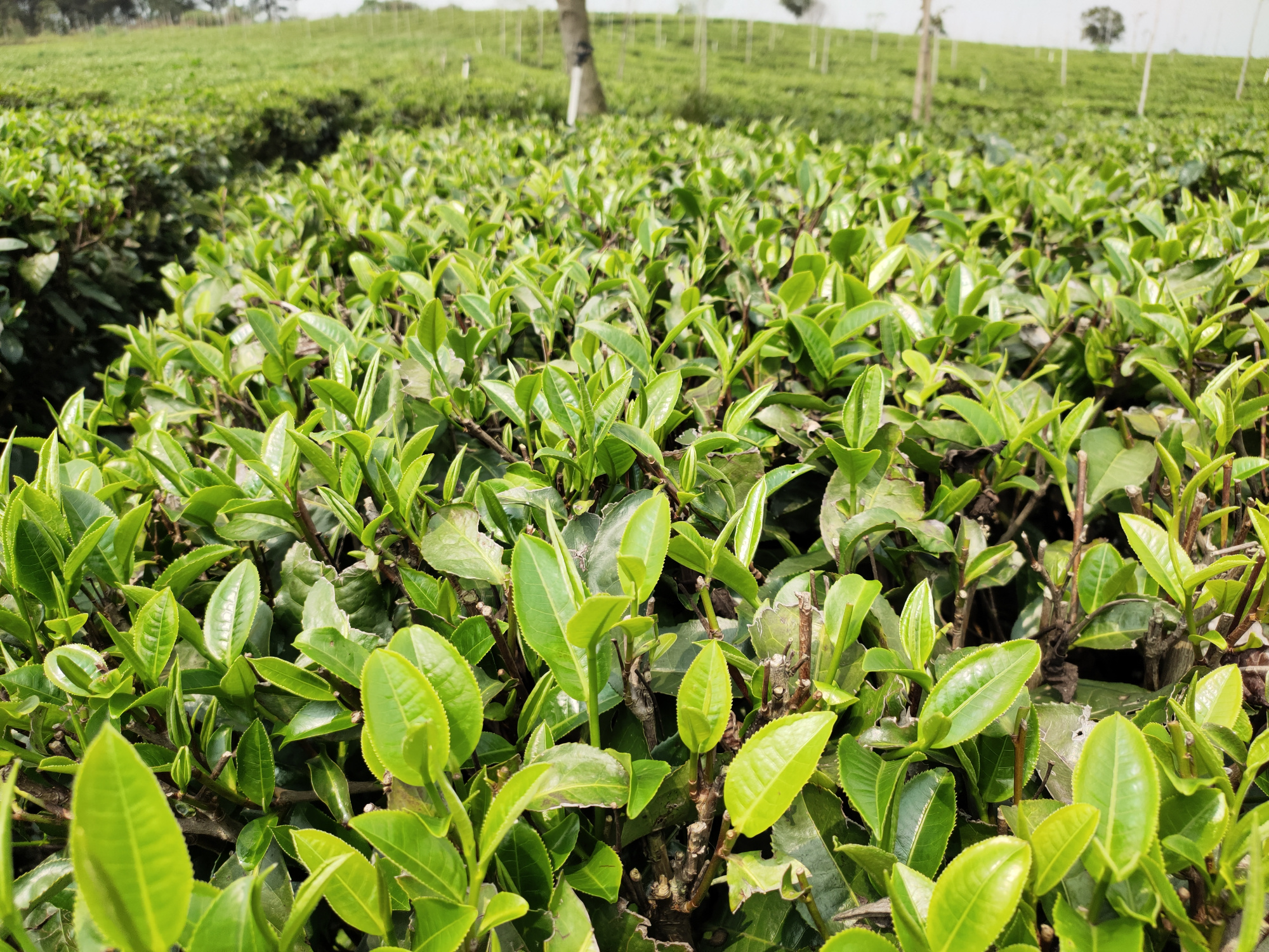 春茶堪摘!英红九号茶园一派忙碌景象