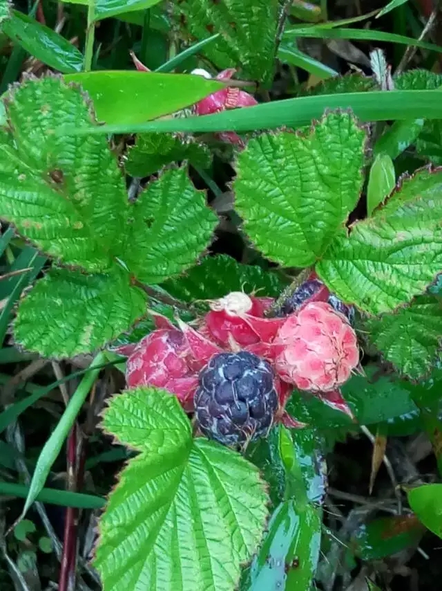 山莓,蔷薇科的一种.