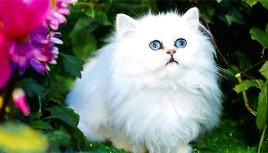 鸳鸯眼波斯猫真的好美,一双眼睛可勾魂了
