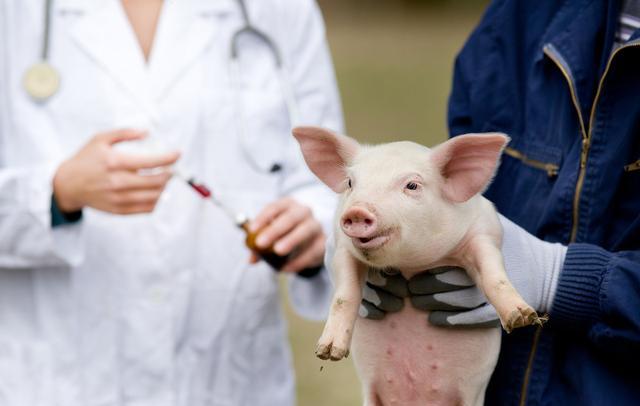 非洲猪瘟闹得正凶,h5n6禽流感侵犯养鸡行业,农民的苦楚谁懂?