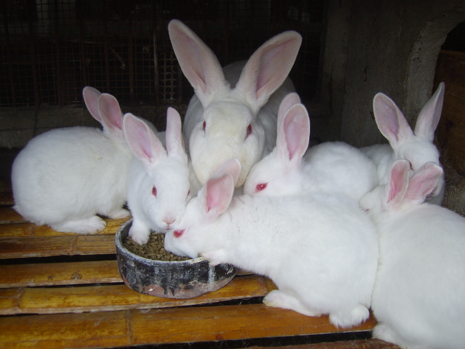 仔兔什么时候断奶好 - 广俊惠民知识