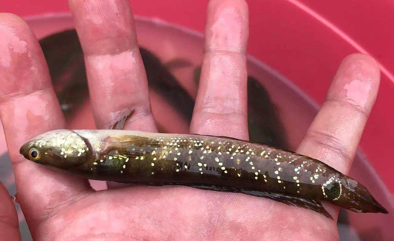 广东地区出现"蛇形鱼",疑似外来物种,为何专家却说是个好事?