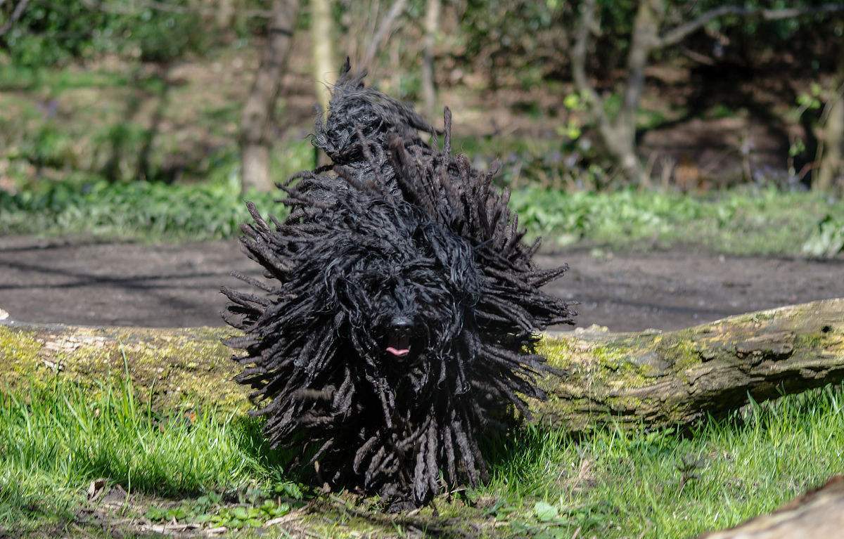 你好,请出示狗证——"小拖把"波利犬