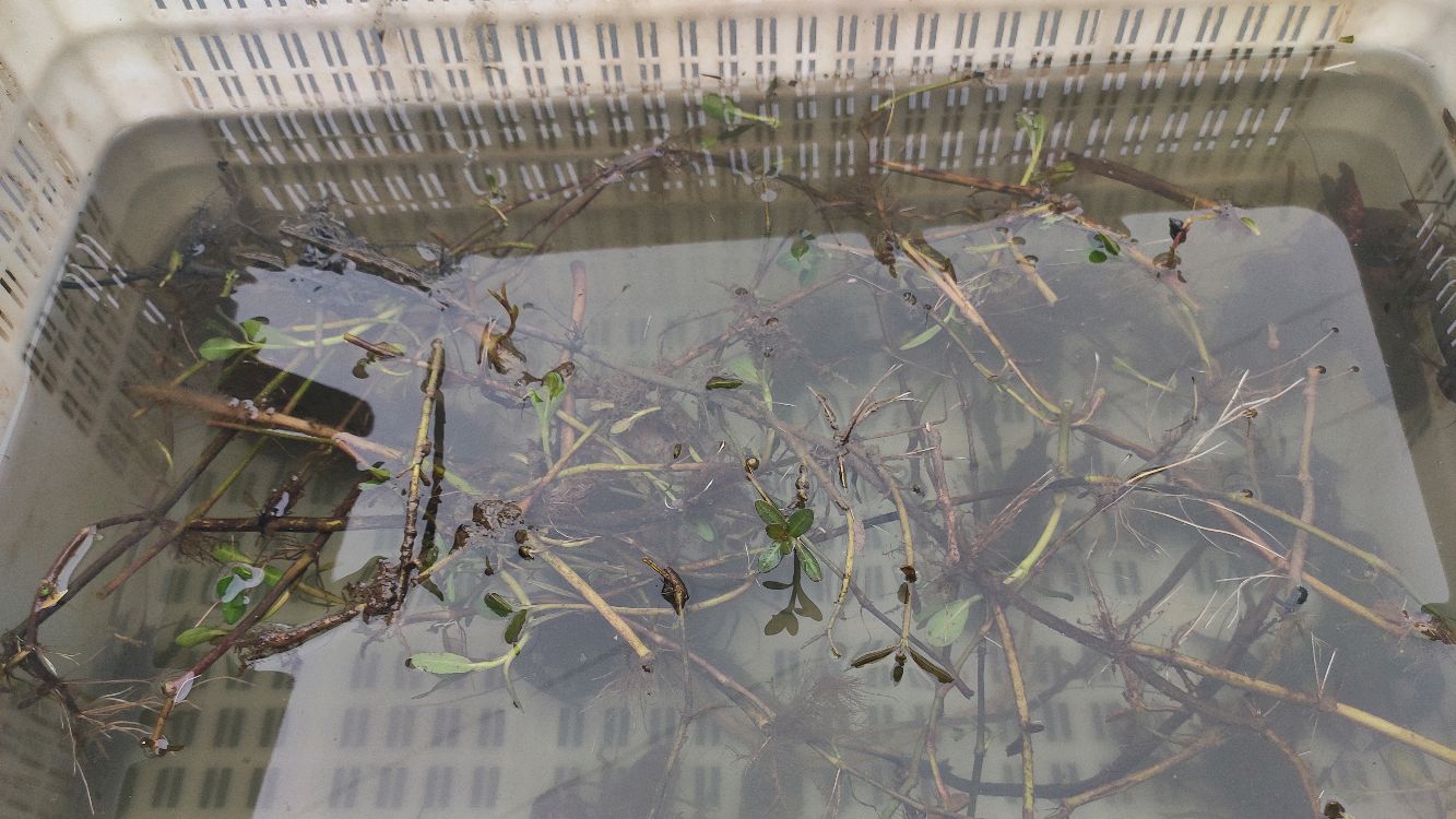 小龙虾塘苗塘如何用地笼装起来取大留小,装起来后怎么养的问题