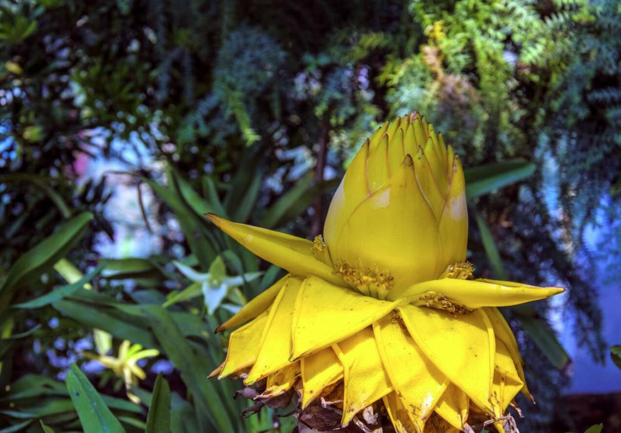 这种花卉是佛教的"五树六花"之一,中国特有,不仅好看而且好吃
