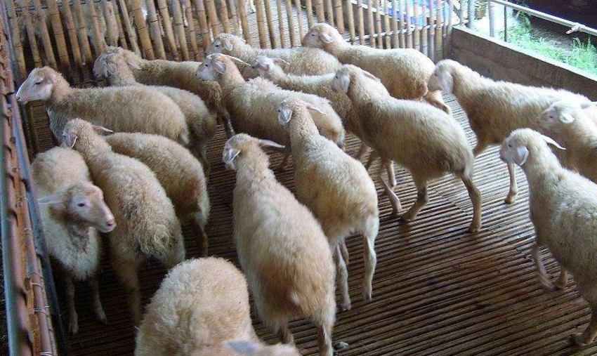 养殖羊的基本常识,掌握了这几种方法的话,就能够养殖成功