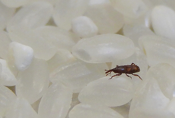 厨房大米长虫,别拿去暴晒,教你一小绝招,保证不生虫