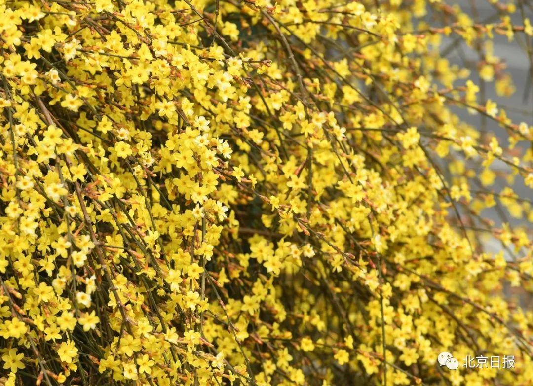 春意浓 北京二环路旁迎春花开 金黄色花带扮靓京城 北晚新视觉