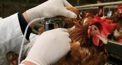 北京现一例人感染h5n6禽流感病例 这是种什么病毒
