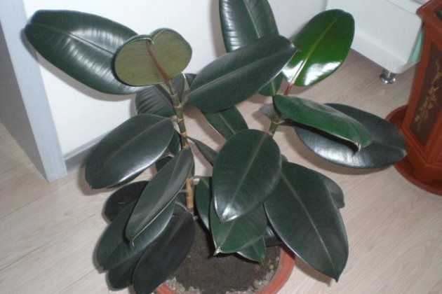 橡皮树摘心的时机与造型,这么做橡皮树更漂亮!