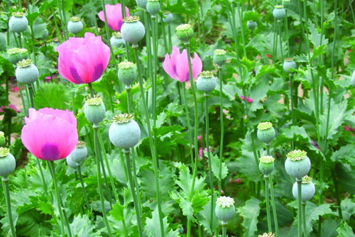 村民庭院内种1000株罂粟,竟是为了当菜吃,结果被刑拘了