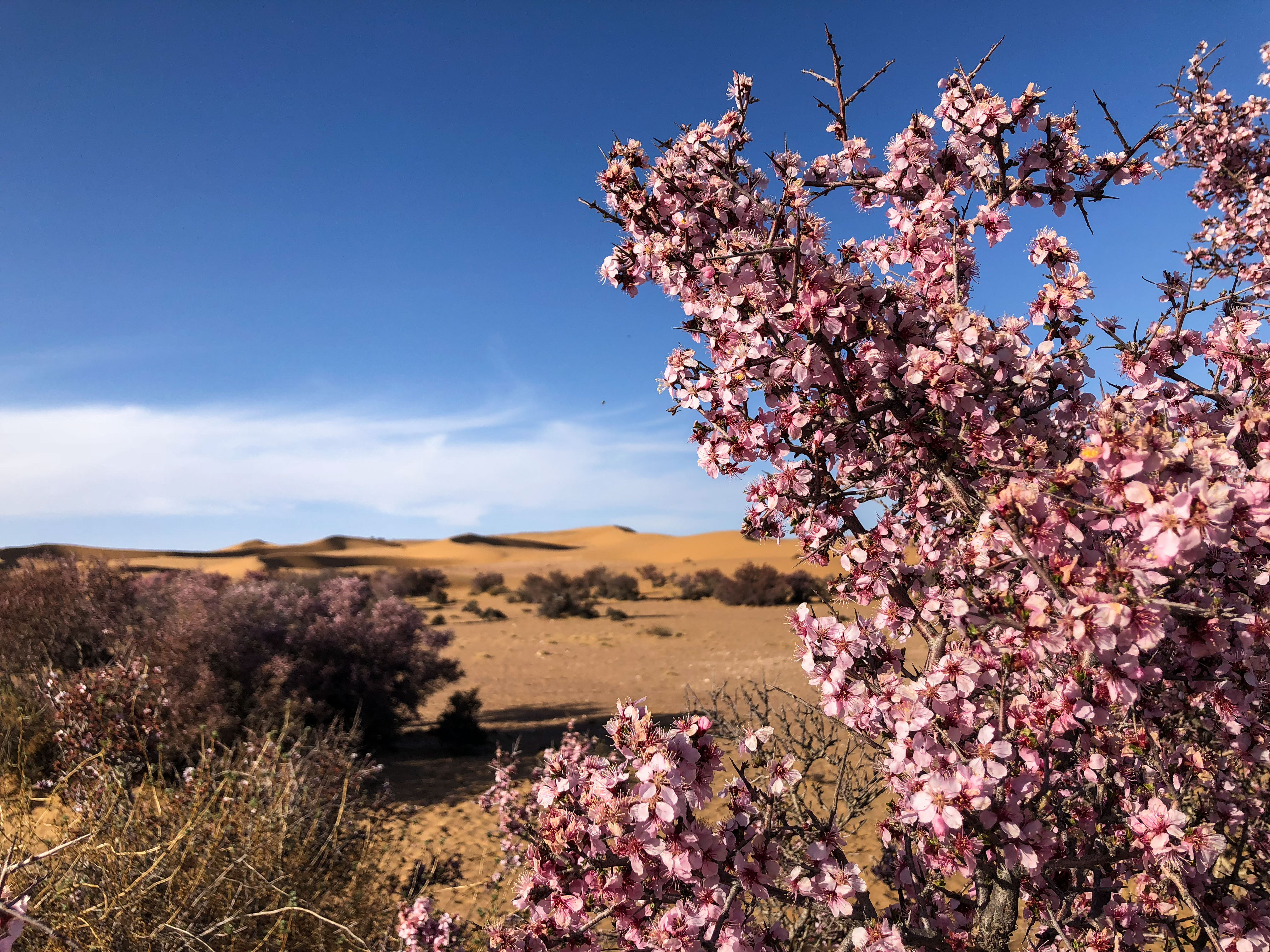沙漠之花——蒙古扁桃迎来盛花期(4)