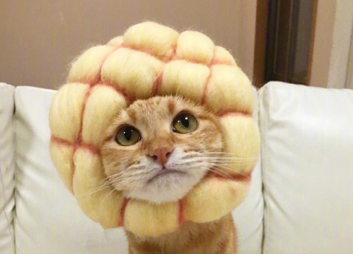 戴菠萝头套的猫高清图图片