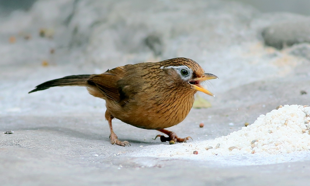 養畫眉鳥需要注意什麼呢?飼養畫眉鳥的五個精髓!