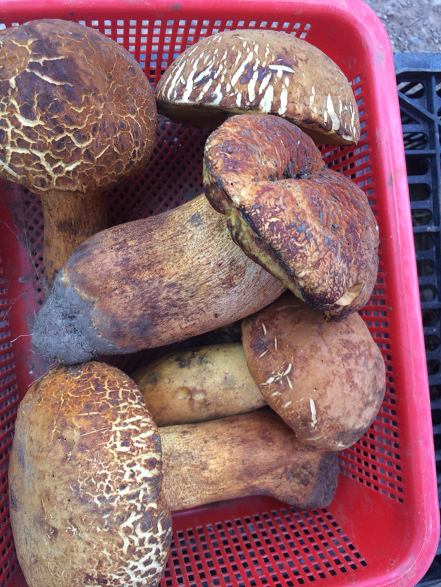 云南野生牛肝菌,青头菌大量采收