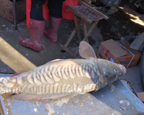 小王也是第一次看到这种鱼,卖鱼的大姐说:这叫三道鳞,有的地方叫黄金