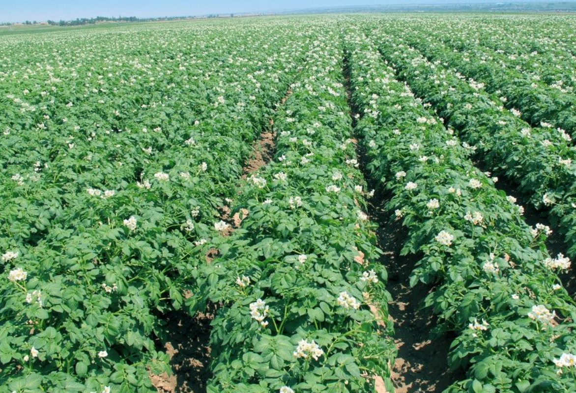 马铃薯种薯脱毒 - 2020年最新商品信息聚合专区 - 百度爱采购