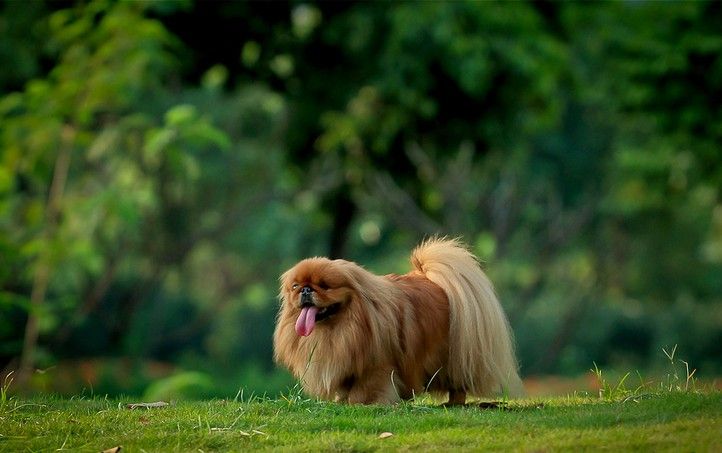 北京犬基本信息与主要特征