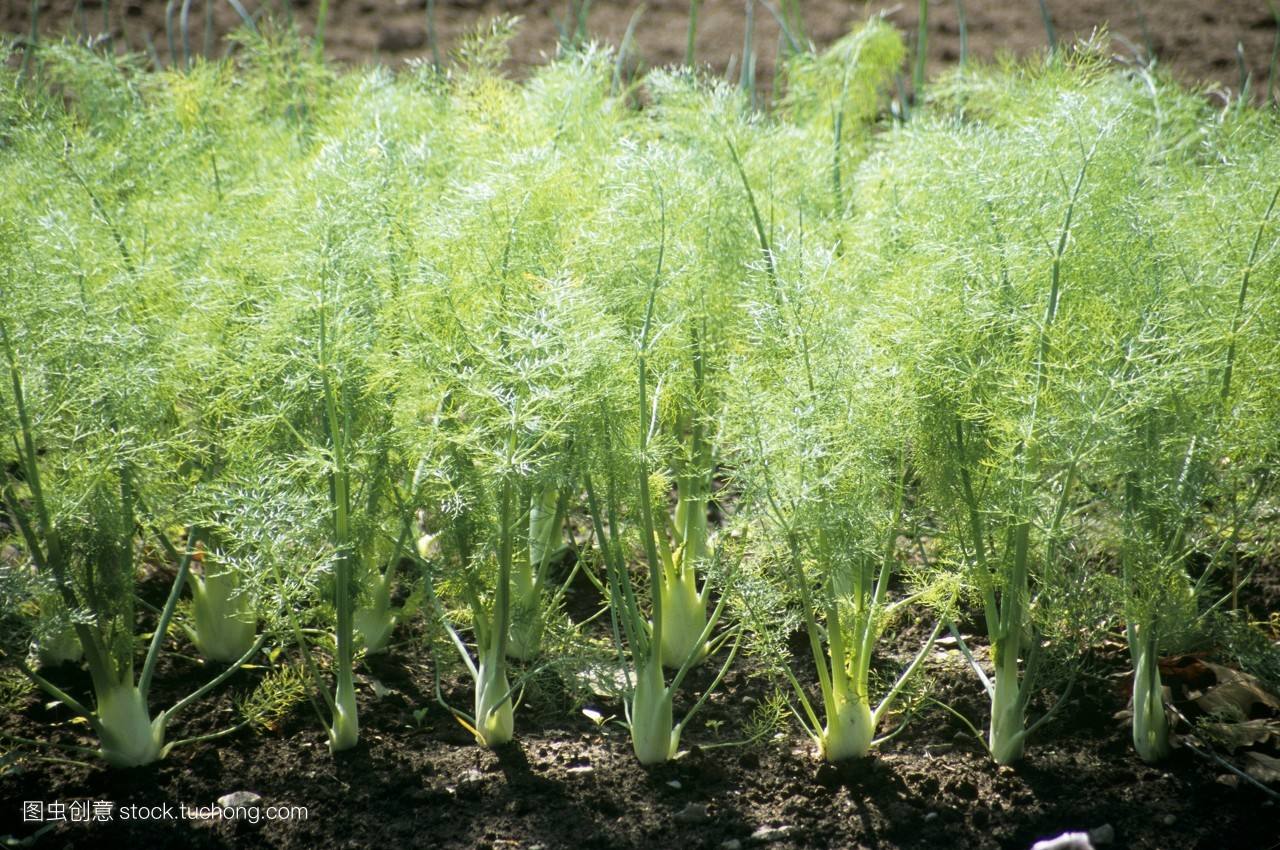 小茴香 - 热门商品专区