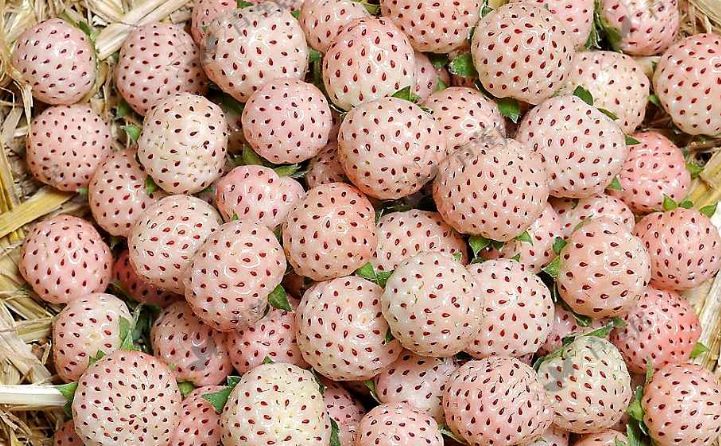 全球最"难看"水果,图1名也难听,后两个"密集恐惧症"不敢看