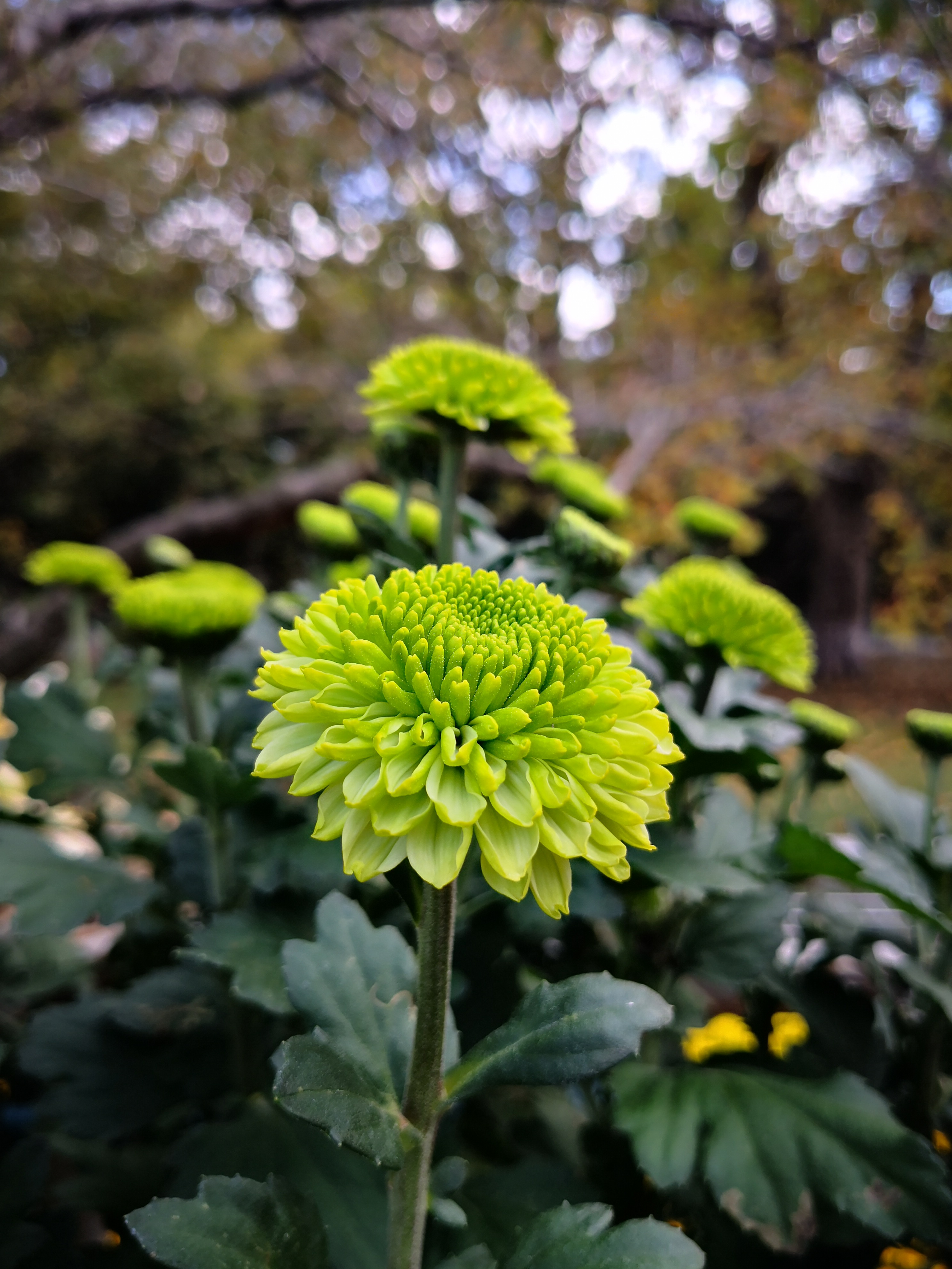 青岛中山公园菊花展第一次见到翠绿的菊花名叫绿萍