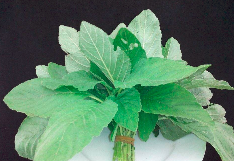 山苋菜在幼苗期如何进行管理?需要注意哪些方面的问题?