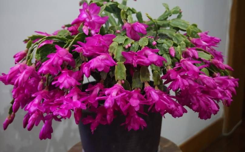 蟹爪兰爆盆了,美极了