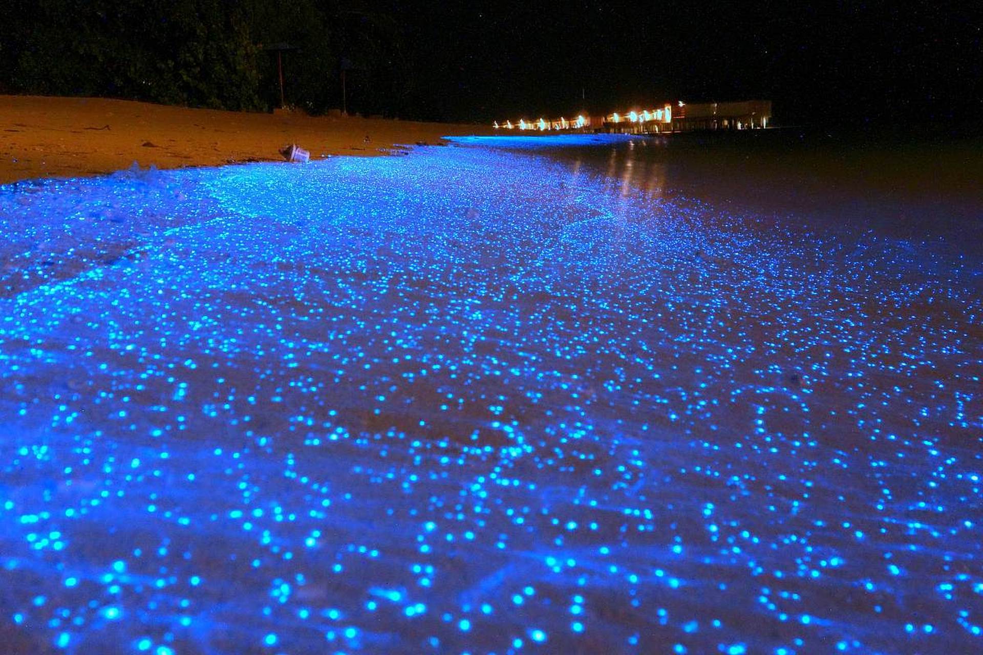 无数散发着幽蓝色光芒的浮游生物随着浪花冲在沙滩上形成了"荧光海滩"