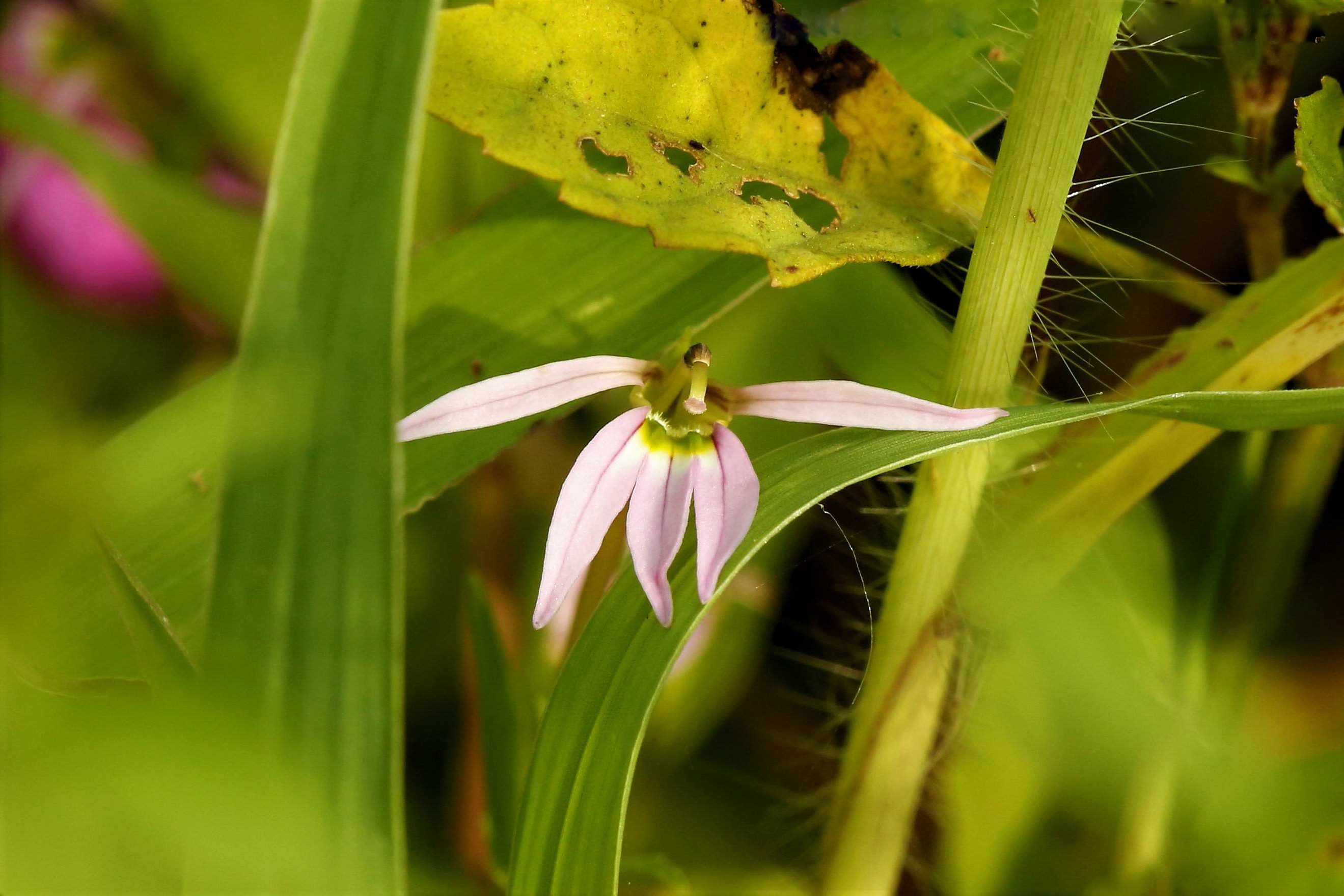 虽然外形很小,但半边莲的价值却不小,可全身入药,一年当中七八九月份