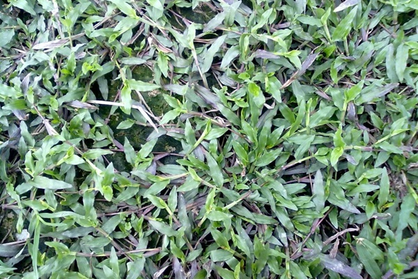 1,大叶油草常常分布在我国的华南地区,由此也可以知