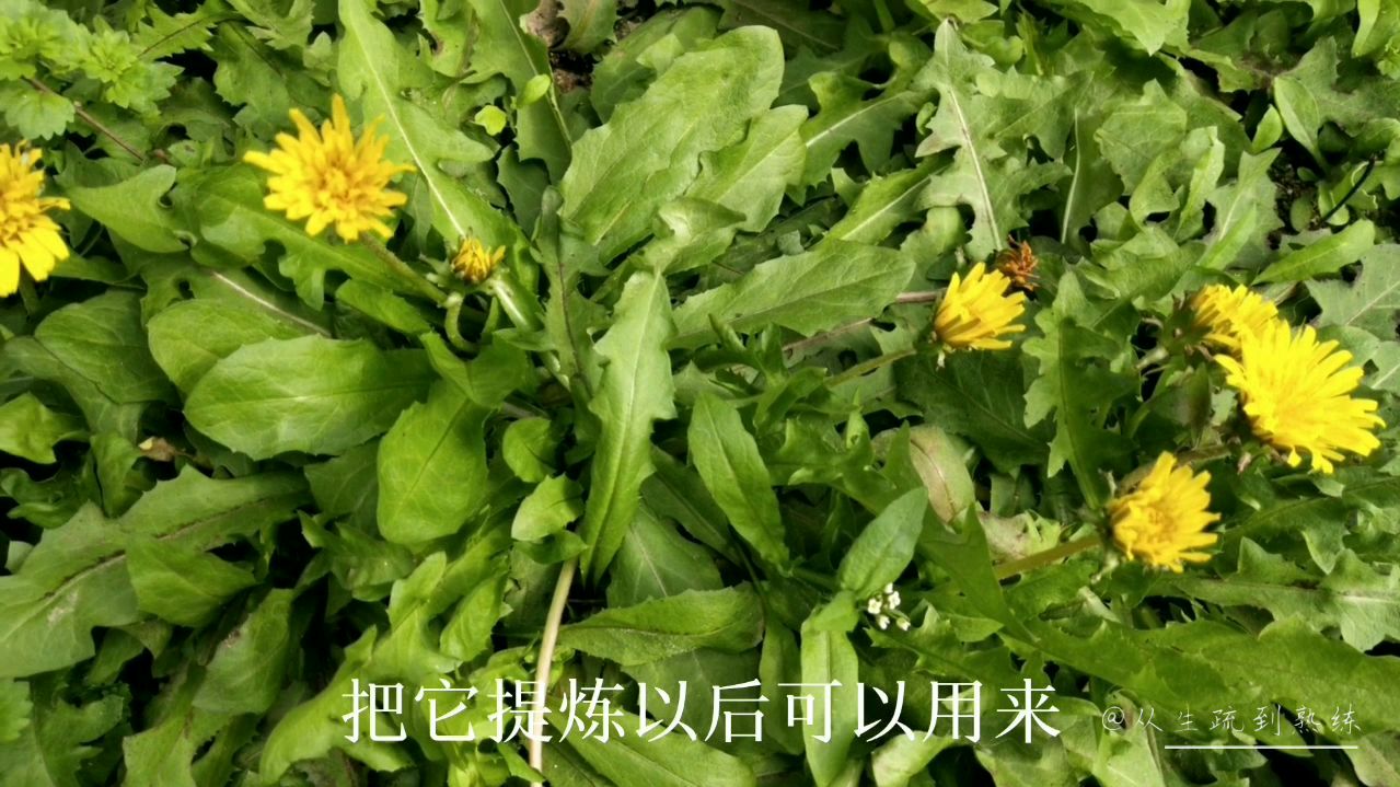 蒲公英有多少好处