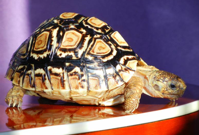 爬宠奇闻:豹纹陆龟,花纹妖娆的人气陆龟