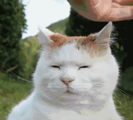 铲屎官给猫戴了一顶假发,猫咪一副生无可恋的表情:还能再丑点吗