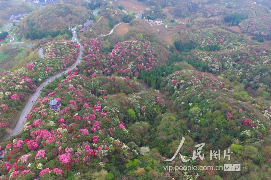 3月31日,贵州毕节百里杜鹃花相继绽放,前来赏花游客如织.