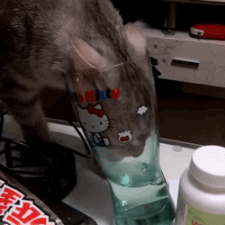 哪怕是不惜采用自杀式喝水法 "没事,我能撑住!