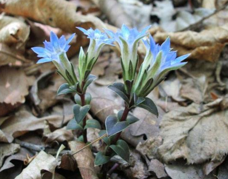 龙胆草 - 热门商品专区