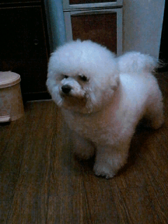 比熊犬有这5个动作,不是在撒娇,而是在向你求救!