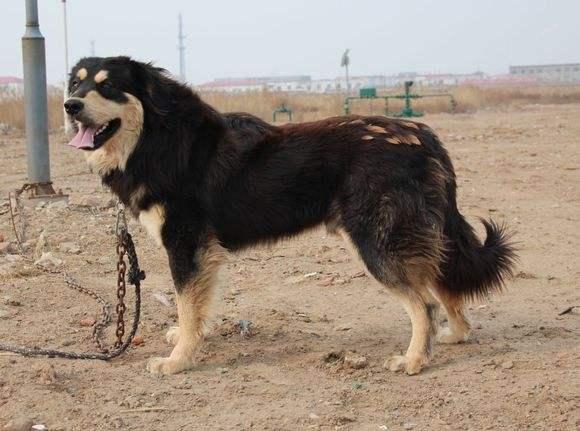 這些國內本土犬種,你知道幾種?