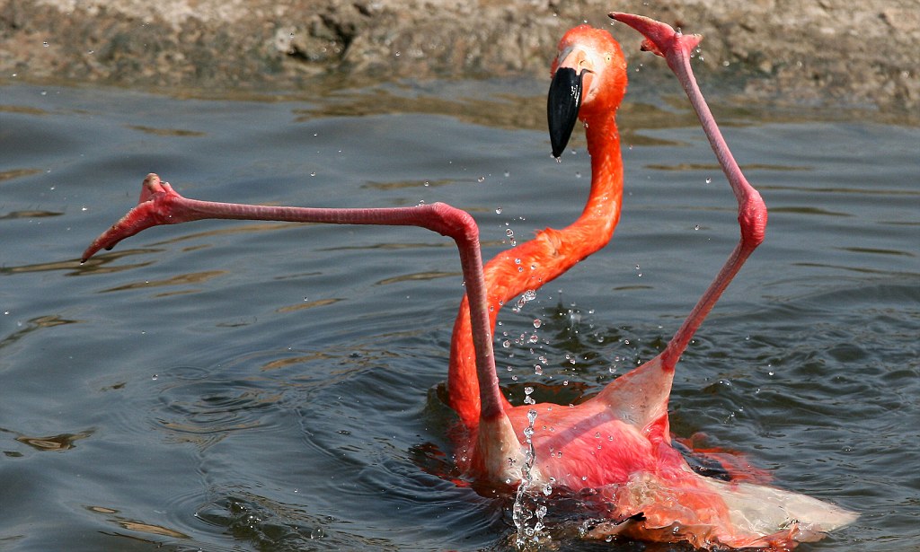 那么火烈鸟为什么要站着睡觉呢? 转载自百家号作者:爪爪集中营v