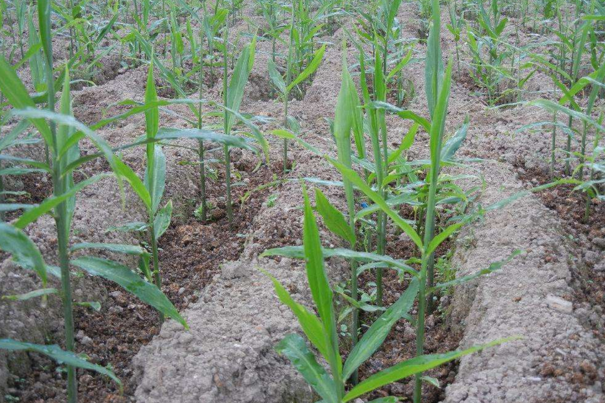 大棚西瓜套作生姜