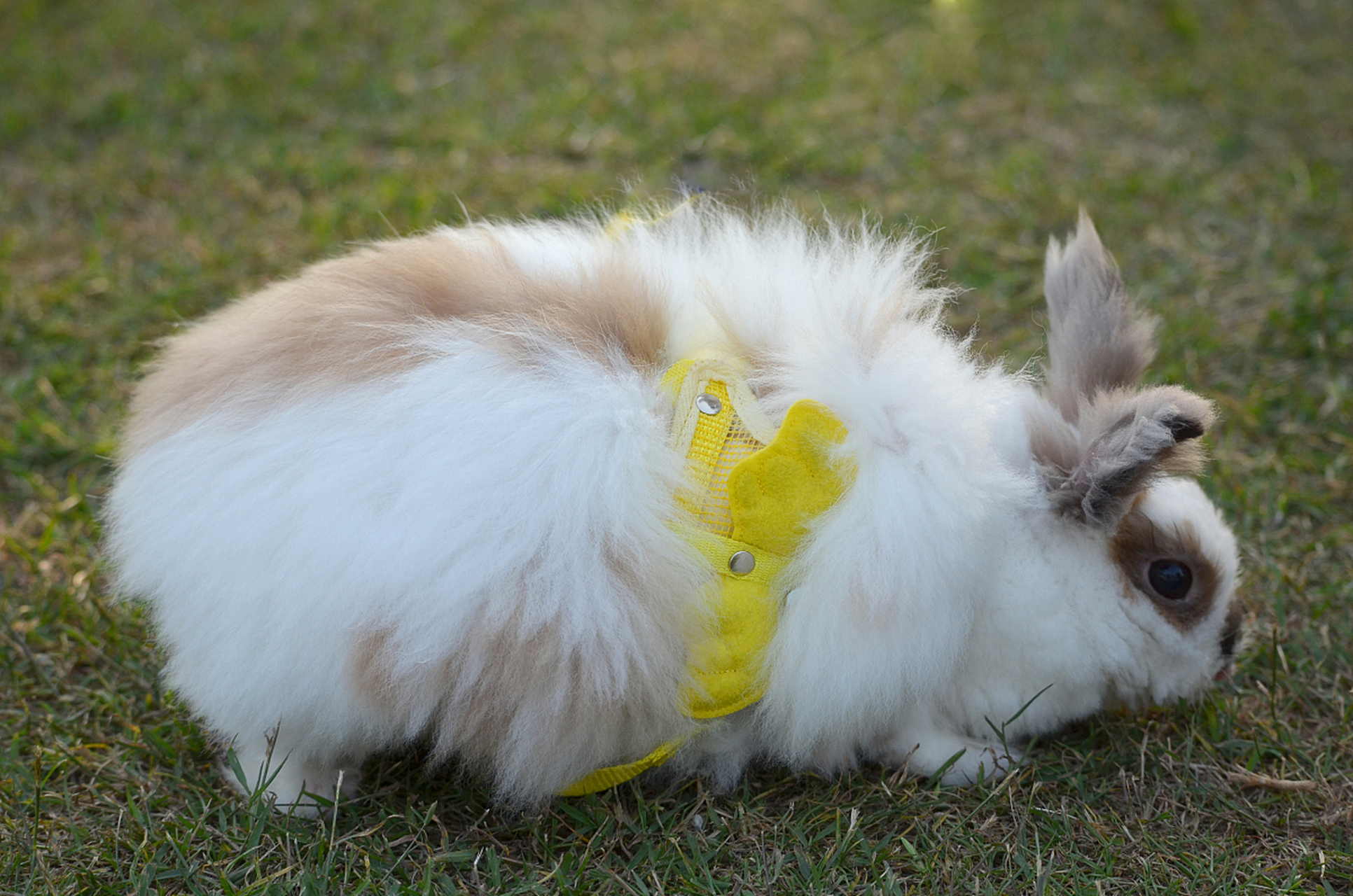 巨型荷兰兔的肉和毛都可以被利用,是一种具有很高价值的动物.